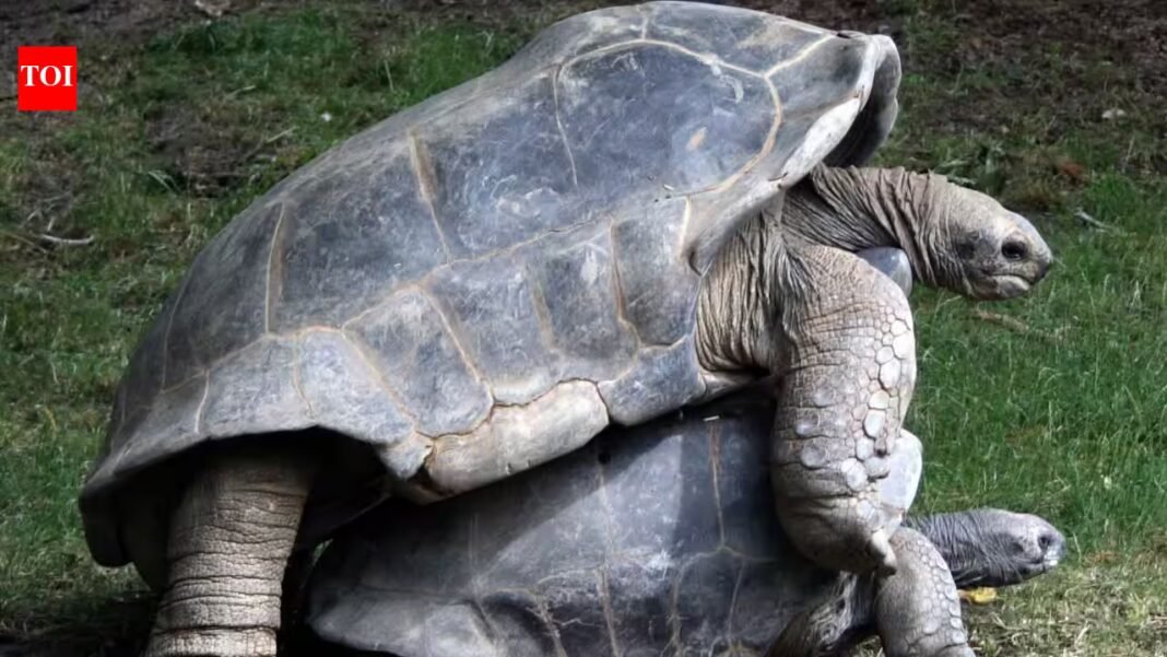 In 2018, Madagascar began rebuilding a giant tortoise population with just 12 founders; their offspring showed increased genetic diversity | In 2018, Madagascar began rebuilding a giant tortoise population with just 12 founders; their offspring showed increased genetic diversity |