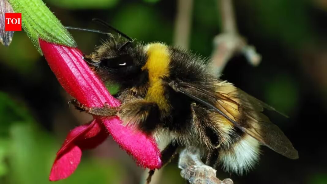 Ann Hammond spent years restoring her 12-acre Iowa property with native habitat; years later, a federally endangered bumblebee appeared among her flowers Ann Hammond spent years restoring her 12-acre Iowa property with native habitat; years later, a federally endangered bumblebee appeared among her flowers