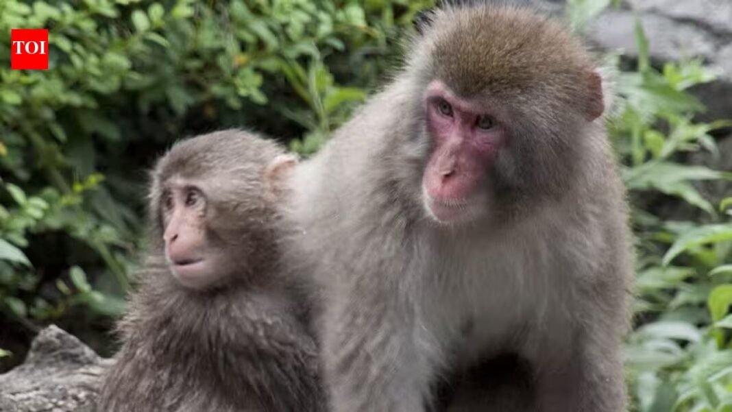 In 1996, scientists moved 38 Japanese macaques from Japan to Austria; 23 years later, there were 160 | In 1996, scientists moved 38 Japanese macaques from Japan to Austria; 23 years later, there were 160 |