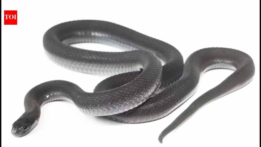 A snake found in Ethiopia’s Harenna Forest looked like a known species, but seven years of research revealed it was new to science | A snake found in Ethiopia’s Harenna Forest looked like a known species, but seven years of research revealed it was new to science |