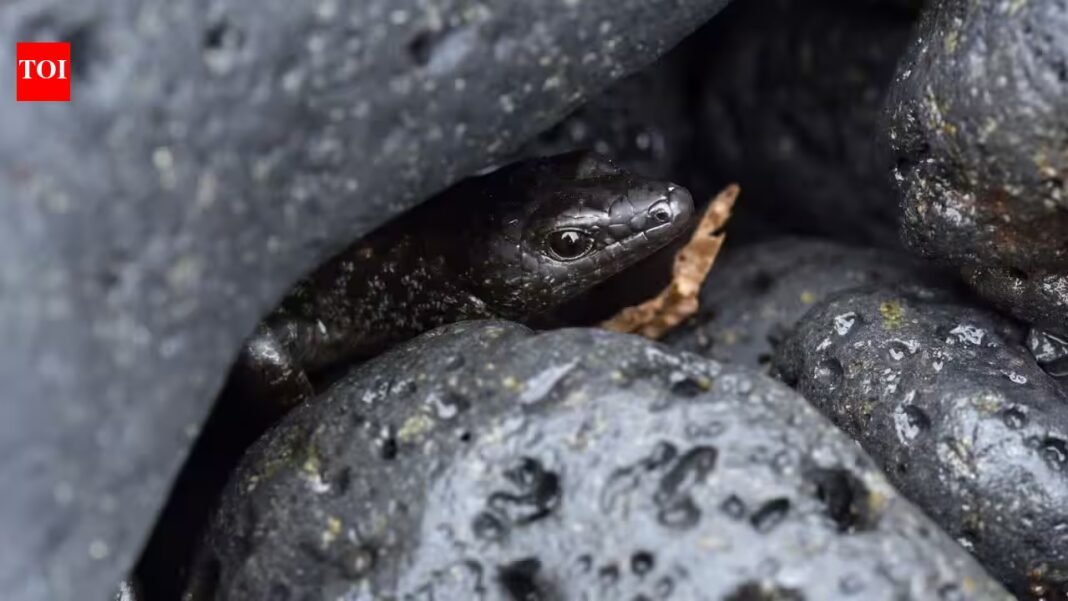In 1992, scientists moved 30 pregnant skinks to a New Zealand island; years later, their population showed a genetic surprise | In 1992, scientists moved 30 pregnant skinks to a New Zealand island; years later, their population showed a genetic surprise |