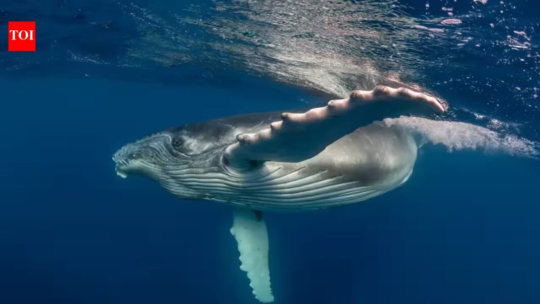 ‘Heartbreaking and extremely rare’: Mother humpback whale carries stillborn calf through the ocean; scientists explain the unusual behaviour ‘Heartbreaking and extremely rare’: Mother humpback whale carries stillborn calf through the ocean; scientists explain the unusual behaviour
