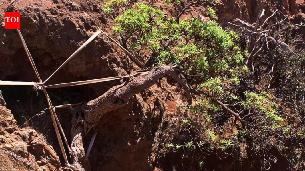 World’s last known wild Chilean tree daisy gets a lifeline as conservationists use ropes to support its only survivor and two seedlings arrive at a Scottish garden | World’s last known wild Chilean tree daisy gets a lifeline as conservationists use ropes to support its only survivor and two seedlings arrive at a Scottish garden |