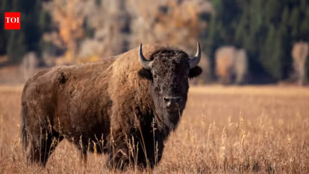 From tens of millions to just 1,000: 140 years after America’s national mammal vanished in the 1880s, indigenous tribes and conservationists are helping bring it back to the prairie From tens of millions to just 1,000: 140 years after America’s national mammal vanished in the 1880s, indigenous tribes and conservationists are helping bring it back to the prairie