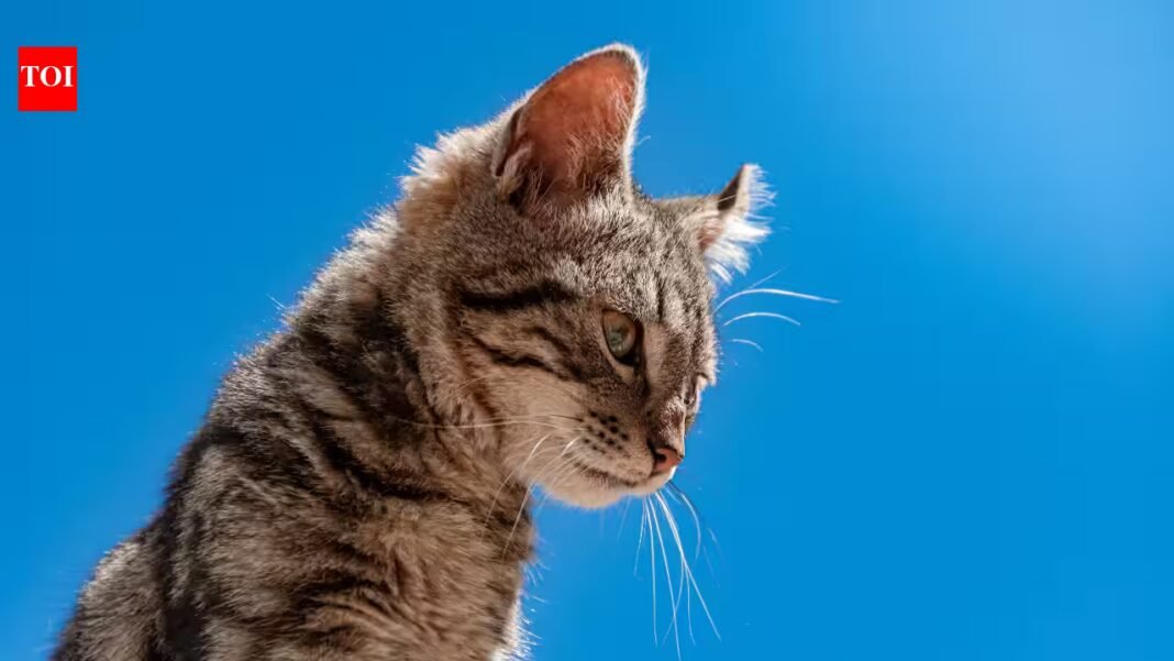 Scientists analysed DNA from 38 wild cats and discovered one was a species nobody had recognised; the 3-pound Bolivian cat is the first new living feline described in over a century Scientists analysed DNA from 38 wild cats and discovered one was a species nobody had recognised; the 3-pound Bolivian cat is the first new living feline described in over a century