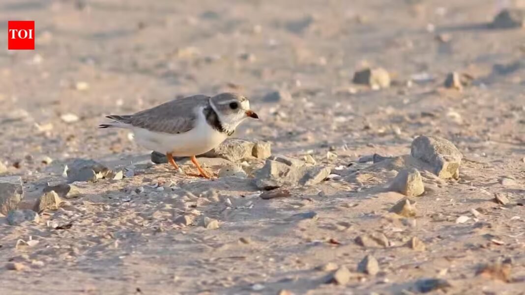 In 2019, Wisconsin turned 87,000 cubic yards of harbor dredge into 14 acres of shorebird habitat; in 2026, endangered piping plovers nested there for the first time since 1977, ending a 49-year absence In 2019, Wisconsin turned 87,000 cubic yards of harbor dredge into 14 acres of shorebird habitat; in 2026, endangered piping plovers nested there for the first time since 1977, ending a 49-year absence