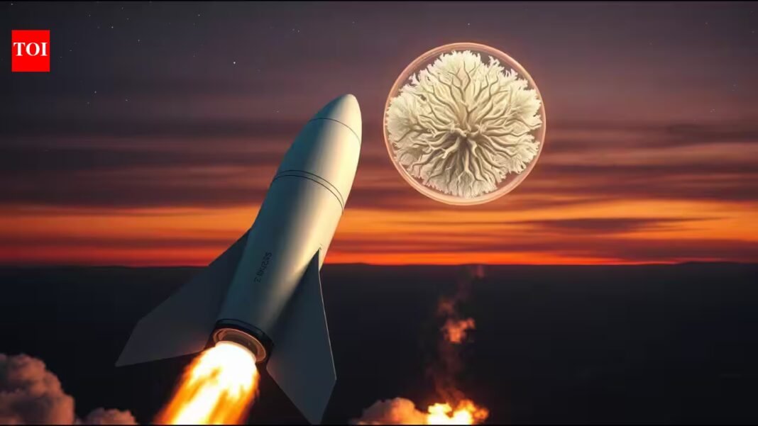 Australian researchers sent edible fungi to the ISS for nearly a month; after returning to Earth, the mushrooms grew and were eaten in pasta | Australian researchers sent edible fungi to the ISS for nearly a month; after returning to Earth, the mushrooms grew and were eaten in pasta |