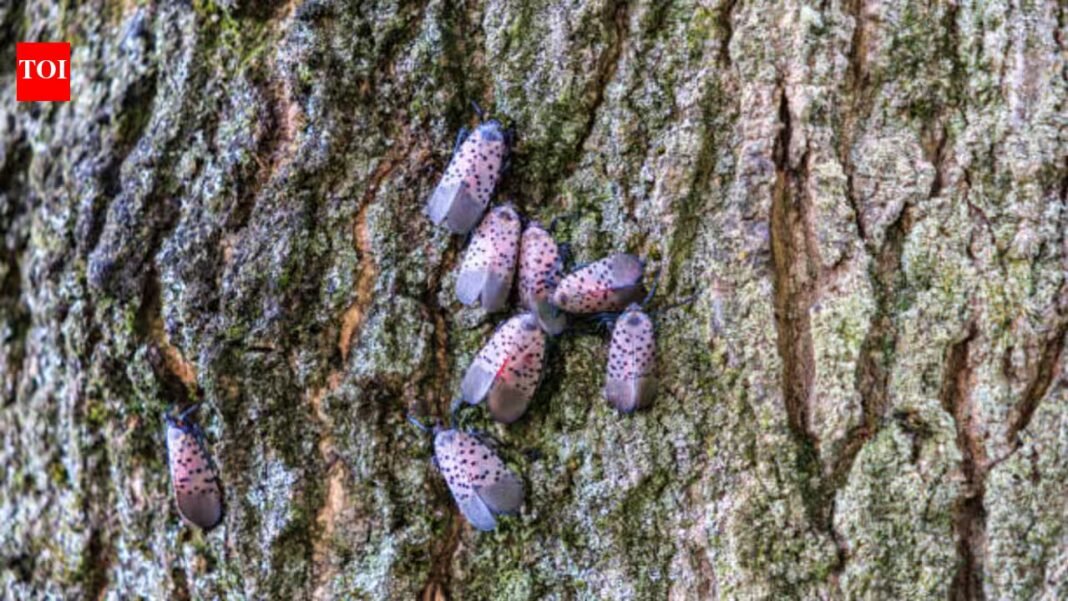 An invasive insect first found in Pennsylvania in 2014 spread across 18 US states; Canada has now confirmed its first spotted lanternfly detection in Windsor, putting grape-growing regions on alert An invasive insect first found in Pennsylvania in 2014 spread across 18 US states; Canada has now confirmed its first spotted lanternfly detection in Windsor, putting grape-growing regions on alert
