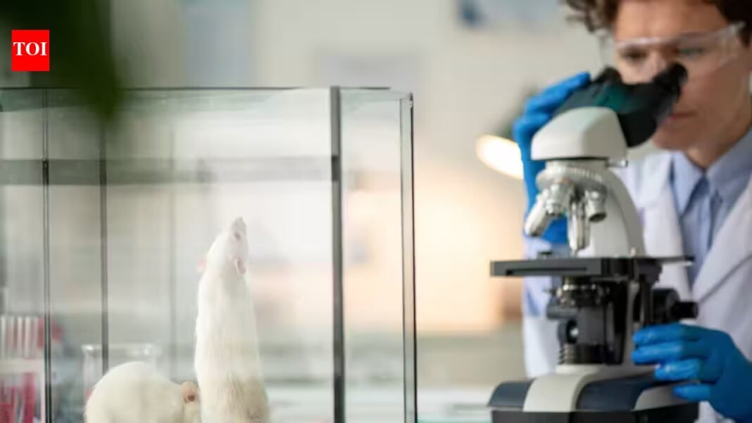 Stanford scientists transplanted human brain tissue into mice missing most of their cortex; within months, it grew to occupy more than 90% of the space Stanford scientists transplanted human brain tissue into mice missing most of their cortex; within months, it grew to occupy more than 90% of the space
