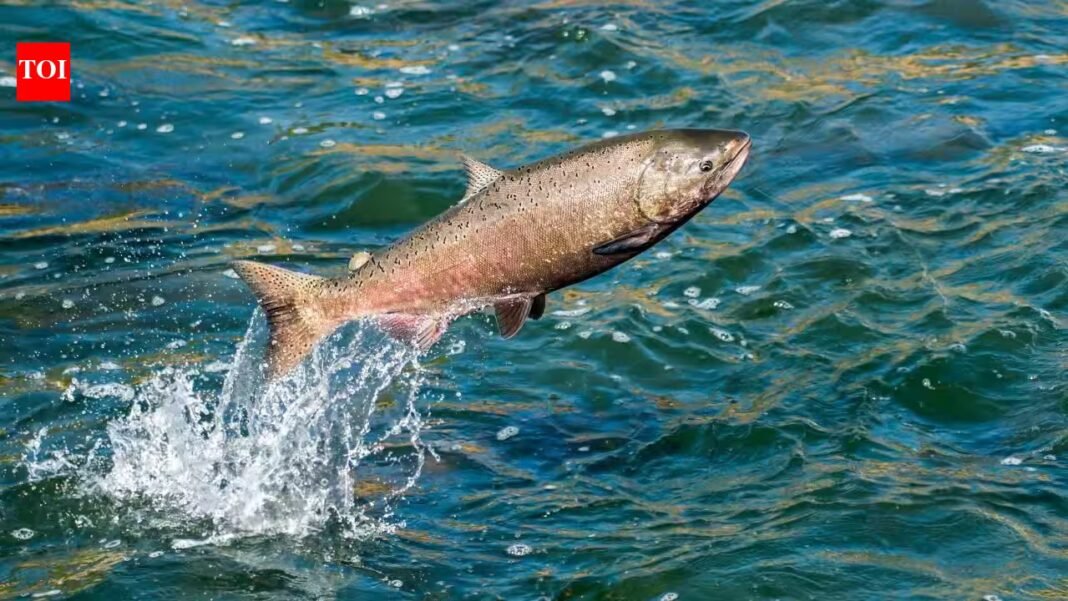 In 2024, California removed an 18-foot dam from Neefus Gulch and restored 1,600 feet of stream; by January 2026, 8 spawning nests were recorded above barriers salmon had been unable to pass for 70+ years In 2024, California removed an 18-foot dam from Neefus Gulch and restored 1,600 feet of stream; by January 2026, 8 spawning nests were recorded above barriers salmon had been unable to pass for 70+ years