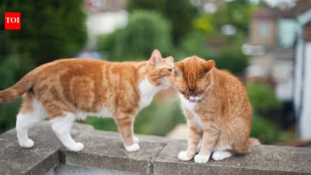 Cats may have their own chemical ‘ID cards’: Scientists found 13 unusual fatty acids in urine that remain stable for at least 24 hours which can easily help identify individual cats Cats may have their own chemical ‘ID cards’: Scientists found 13 unusual fatty acids in urine that remain stable for at least 24 hours which can easily help identify individual cats