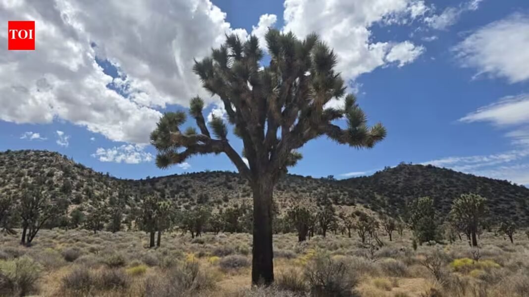 California acquired 640 acres near Pioneertown for western Joshua tree conservation; climate projections rank it among Southern California’s best future habitats, with tribal co-management now being planned California acquired 640 acres near Pioneertown for western Joshua tree conservation; climate projections rank it among Southern California’s best future habitats, with tribal co-management now being planned