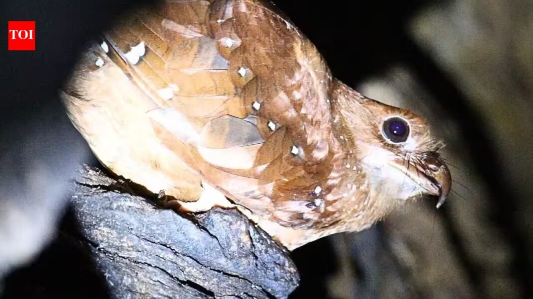 Scientists tracked 21 oilbirds in Venezuela, and five disappeared from their cave for up to 73 days to stay closer to food | Scientists tracked 21 oilbirds in Venezuela, and five disappeared from their cave for up to 73 days to stay closer to food |