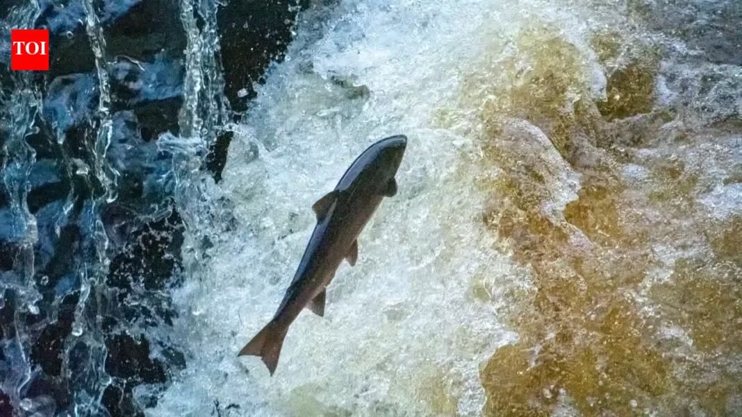 Maine removed a 60-year-old river barrier where only about 25 wild adult Atlantic salmon return each year; a new nature-like fishway aims to reopen migration routes Maine removed a 60-year-old river barrier where only about 25 wild adult Atlantic salmon return each year; a new nature-like fishway aims to reopen migration routes