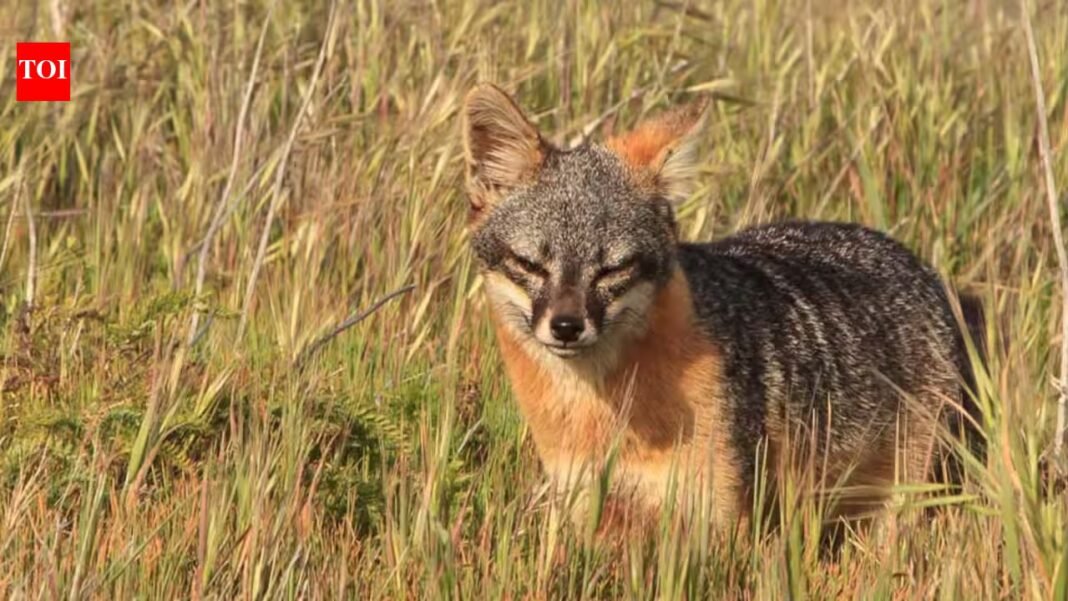 In 1999, just 15 island foxes remained on each of two California islands; captive breeding and ecosystem restoration pulled the species back from extinction In 1999, just 15 island foxes remained on each of two California islands; captive breeding and ecosystem restoration pulled the species back from extinction