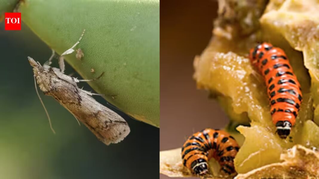 In 1957, a South American moth was released in the Caribbean to control prickly pear; by 1989 it had reached Florida and was attacking native and endangered cacti In 1957, a South American moth was released in the Caribbean to control prickly pear; by 1989 it had reached Florida and was attacking native and endangered cacti
