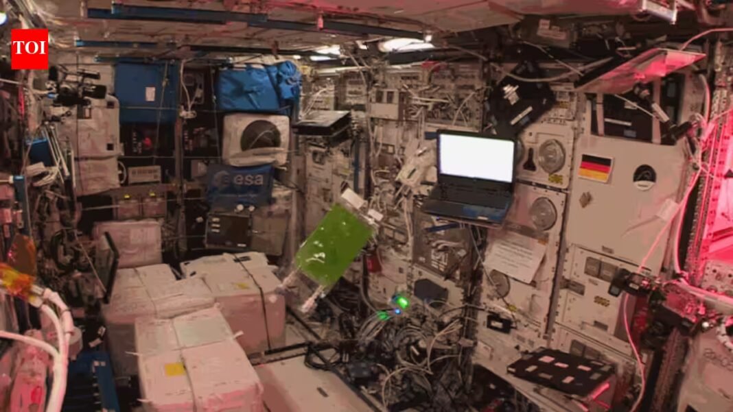 Scientists grew algae on the ISS for 40 generations; spaceflight produced about 50% more DNA changes than on Earth | Scientists grew algae on the ISS for 40 generations; spaceflight produced about 50% more DNA changes than on Earth |
