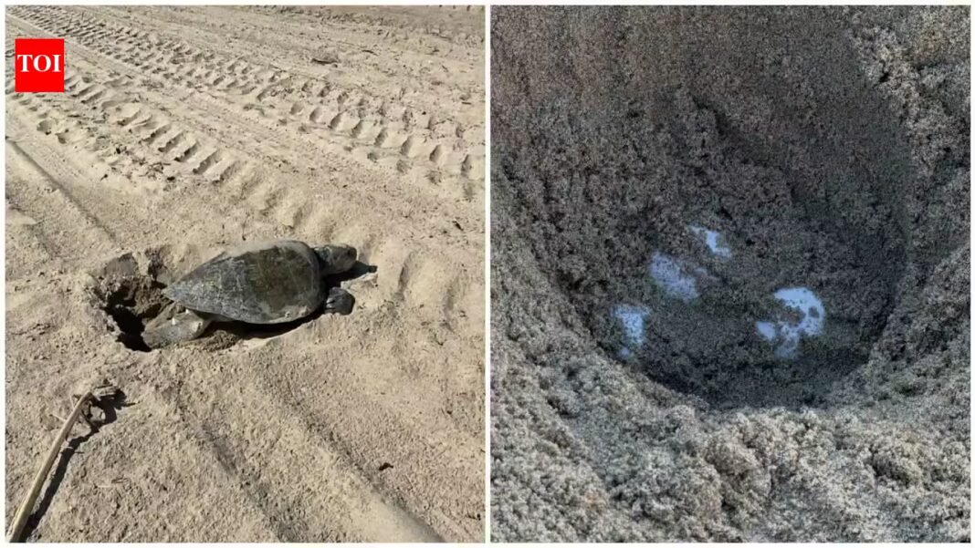 An olive ridley sea turtle lays eggs on Southern California beach for first time in recorded history; turtle eggs to be monitored for up to 60 days An olive ridley sea turtle lays eggs on Southern California beach for first time in recorded history; turtle eggs to be monitored for up to 60 days