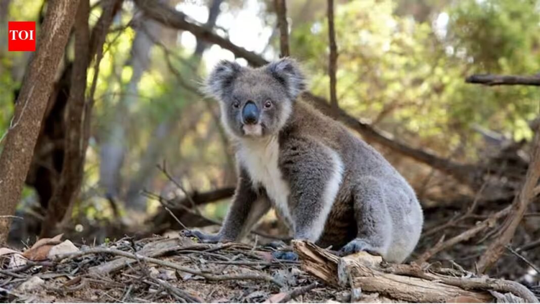 Hugh Jackman backed a new Australian wildlife sanctuary campaign as koalas face habitat loss and declining populations | Hugh Jackman backed a new Australian wildlife sanctuary campaign as koalas face habitat loss and declining populations |