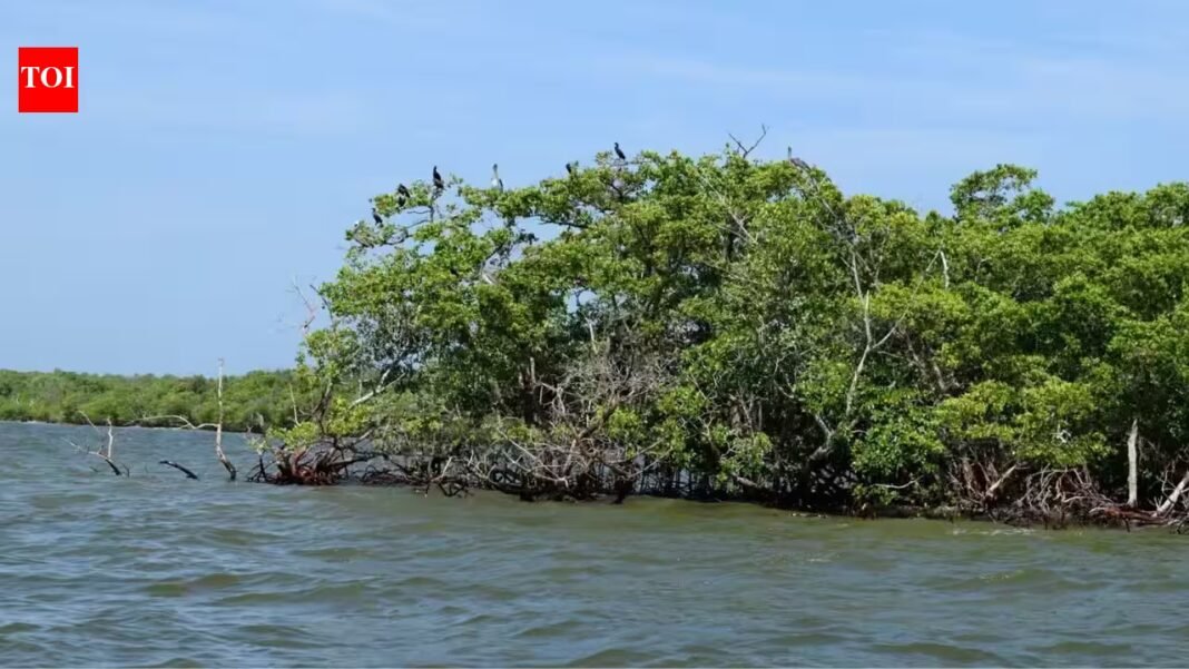 Guyana planted more than 500,000 mangroves along its coast; 5 to 11 years later restored forests were already supporting fish communities similar to natural mangroves | Guyana planted more than 500,000 mangroves along its coast; 5 to 11 years later restored forests were already supporting fish communities similar to natural mangroves |