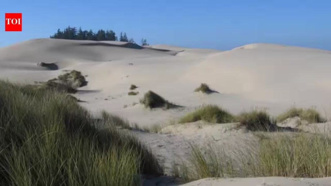 In 1910, Oregon planted European beachgrass to stabilize shifting dunes; it spread along the coast, reshaped the landscape and squeezed open sandy habitat used by native wildlife In 1910, Oregon planted European beachgrass to stabilize shifting dunes; it spread along the coast, reshaped the landscape and squeezed open sandy habitat used by native wildlife