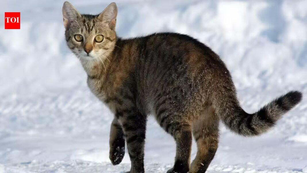 Scientists tracked 925 pet cats across six countries; most stayed within small home ranges but had a large local impact on wildlife | Scientists tracked 925 pet cats across six countries; most stayed within small home ranges but had a large local impact on wildlife |