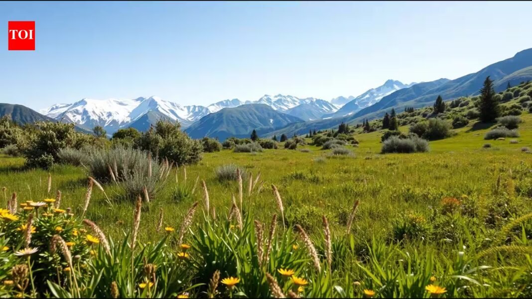 For 29 years, scientists warmed a mountain meadow by 2°C; shrubs increased 150% while mycorrhizal fungi declined | For 29 years, scientists warmed a mountain meadow by 2°C; shrubs increased 150% while mycorrhizal fungi declined |
