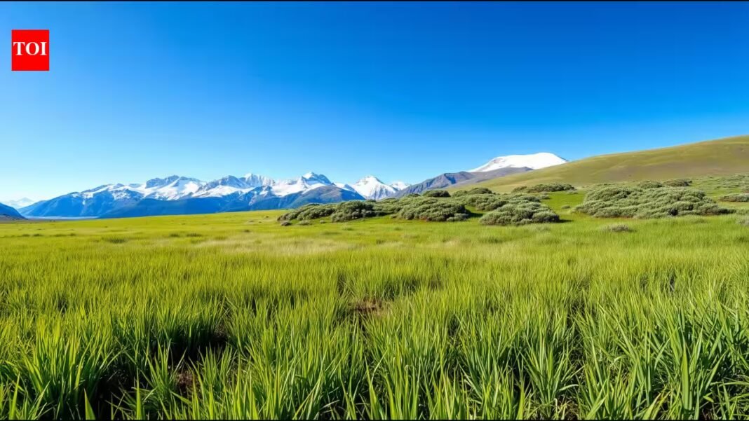 Scientists warmed a Colorado grassland for 29 years, but shrubs increased 150% while grasses and wildflowers fell 28% | Scientists warmed a Colorado grassland for 29 years, but shrubs increased 150% while grasses and wildflowers fell 28% |