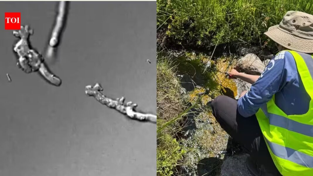 Scientists found a new amoeba in California’s Lassen Volcanic National Park that can reproduce at 145°F, stay active at 147°F and recover after five minutes at 158°F, setting a new heat record for complex life Scientists found a new amoeba in California’s Lassen Volcanic National Park that can reproduce at 145°F, stay active at 147°F and recover after five minutes at 158°F, setting a new heat record for complex life