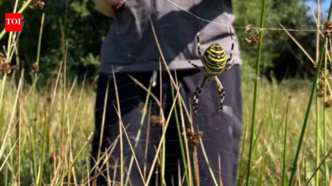A brightly striped wasp spider has been recorded in Cheshire for the first time; Chester Zoo says the harmless species is moving north as warming reshapes where British wildlife can survive A brightly striped wasp spider has been recorded in Cheshire for the first time; Chester Zoo says the harmless species is moving north as warming reshapes where British wildlife can survive
