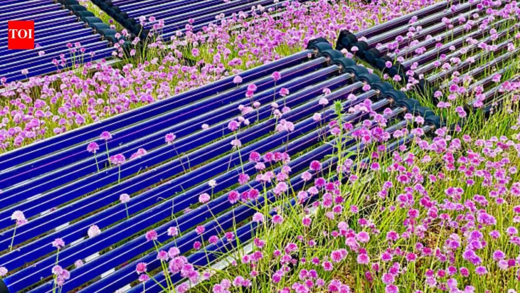 Colorado researchers grew the world’s most expensive spice on rooftop solar panels; harvested twice the output and generated $60,000 in return while producing electricity Colorado researchers grew the world’s most expensive spice on rooftop solar panels; harvested twice the output and generated $60,000 in return while producing electricity