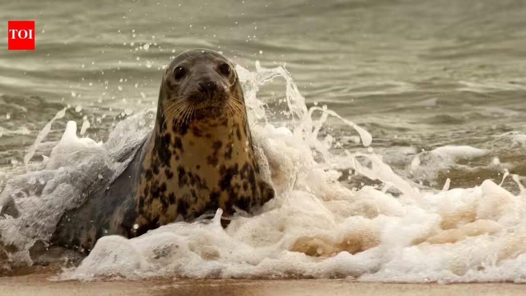 A Norfolk seal was rescued with 4 kilograms of fishing debris wrapped around her neck; the material had cut a 3-inch-deep wound and she now faces months of rehabilitation if she survives A Norfolk seal was rescued with 4 kilograms of fishing debris wrapped around her neck; the material had cut a 3-inch-deep wound and she now faces months of rehabilitation if she survives