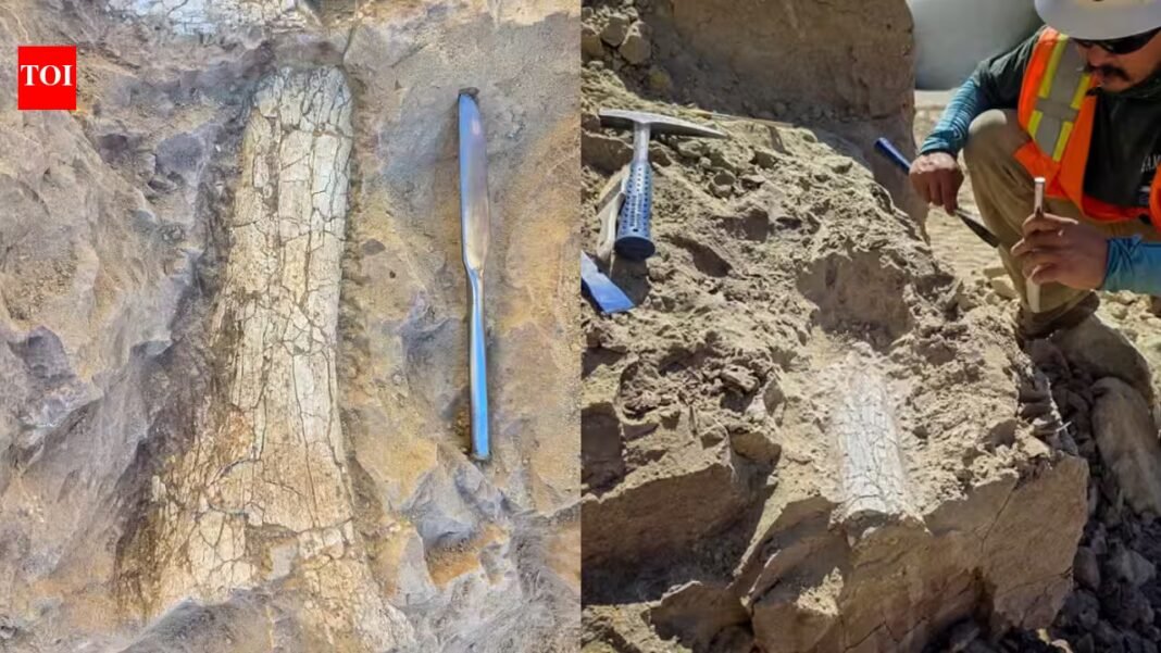 California crews digging 12 feet below an Oceanside infrastructure project uncovered limb bones, ribs and fragments that paleontologists say may belong to a ‘thunder beast’ up to 45 million years old California crews digging 12 feet below an Oceanside infrastructure project uncovered limb bones, ribs and fragments that paleontologists say may belong to a ‘thunder beast’ up to 45 million years old