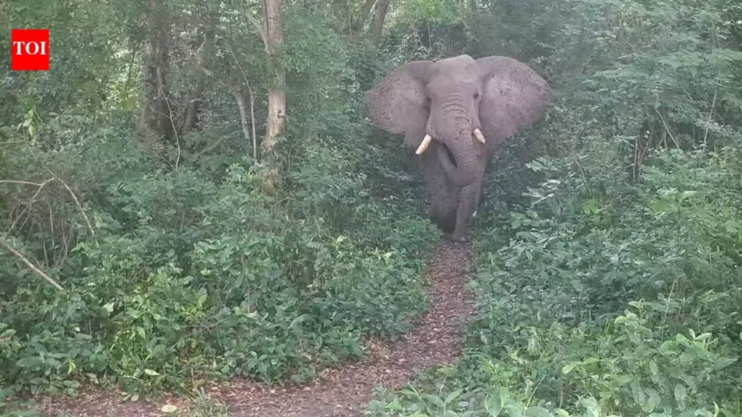 Tanzania planted 100,000 native trees along an elephant corridor; the 1,000 animals now have a route from savanna to rainforest | Tanzania planted 100,000 native trees along an elephant corridor; the 1,000 animals now have a route from savanna to rainforest |