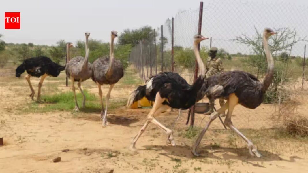 Niger releases 8 North African ostriches into the wild after the species disappeared from the country; the last wild birds vanished in 2004 | Niger releases 8 North African ostriches into the wild after the species disappeared from the country; the last wild birds vanished in 2004 |