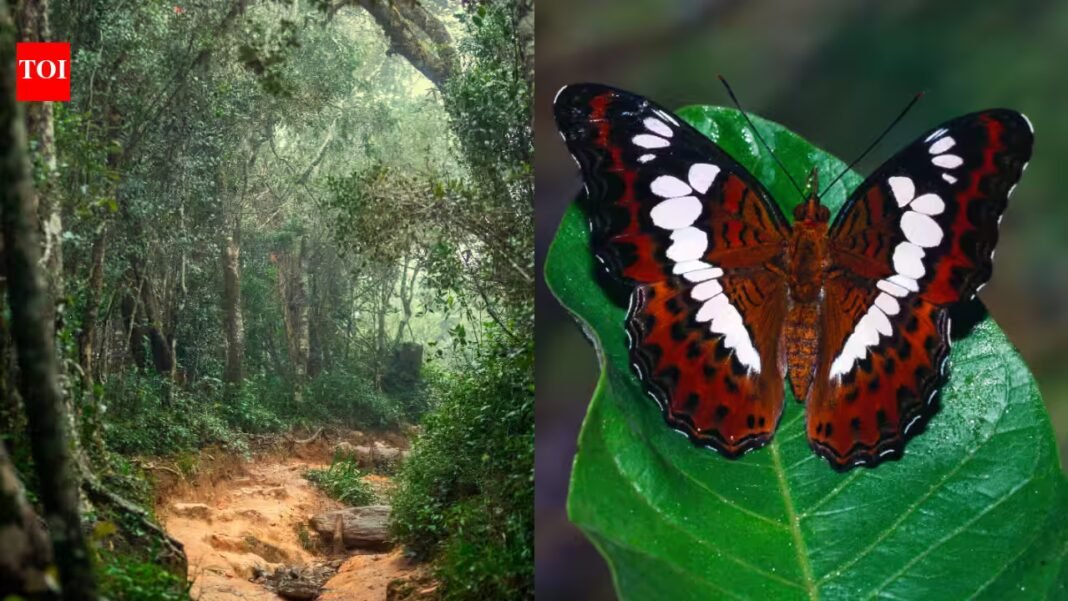 In 2012, scientist Julian Bayliss spotted an untouched rainforest inside Mozambique’s Mount Lico on satellite images; in 2018, a team climbed a 125-metre cliff and confirmed a new butterfly species In 2012, scientist Julian Bayliss spotted an untouched rainforest inside Mozambique’s Mount Lico on satellite images; in 2018, a team climbed a 125-metre cliff and confirmed a new butterfly species