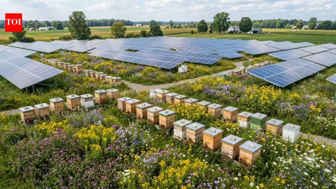 this ohio solar farm is now home to 3 million honey bees across more than 50 hives, turning an energy site into a home for pollinators | this ohio solar farm is now home to 3 million honey bees across more than 50 hives, turning an energy site into a home for pollinators |