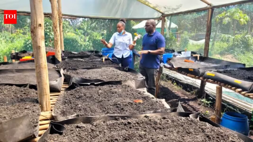 Kenyan researchers are turning human poop from informal settlements into fertiliser; 1,000 farmers could benefit from the unusual waste-to-food cycle | Kenyan researchers are turning human poop from informal settlements into fertiliser; 1,000 farmers could benefit from the unusual waste-to-food cycle |