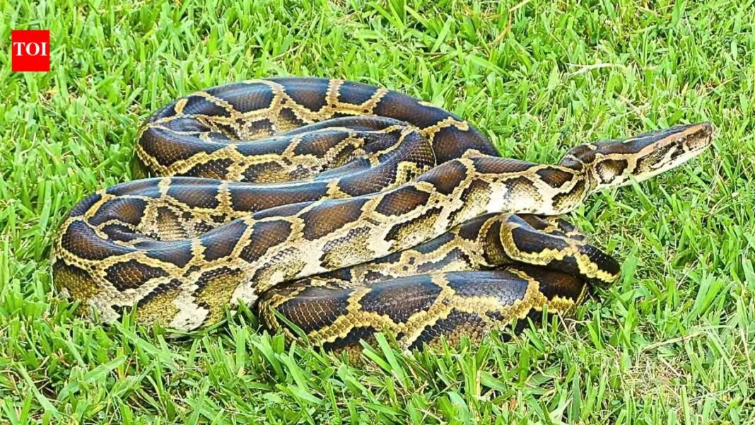 Scientists developed a DNA test for four invasive snakes in Florida; Burmese python DNA was detected in water five minutes after exposure | Scientists developed a DNA test for four invasive snakes in Florida; Burmese python DNA was detected in water five minutes after exposure |