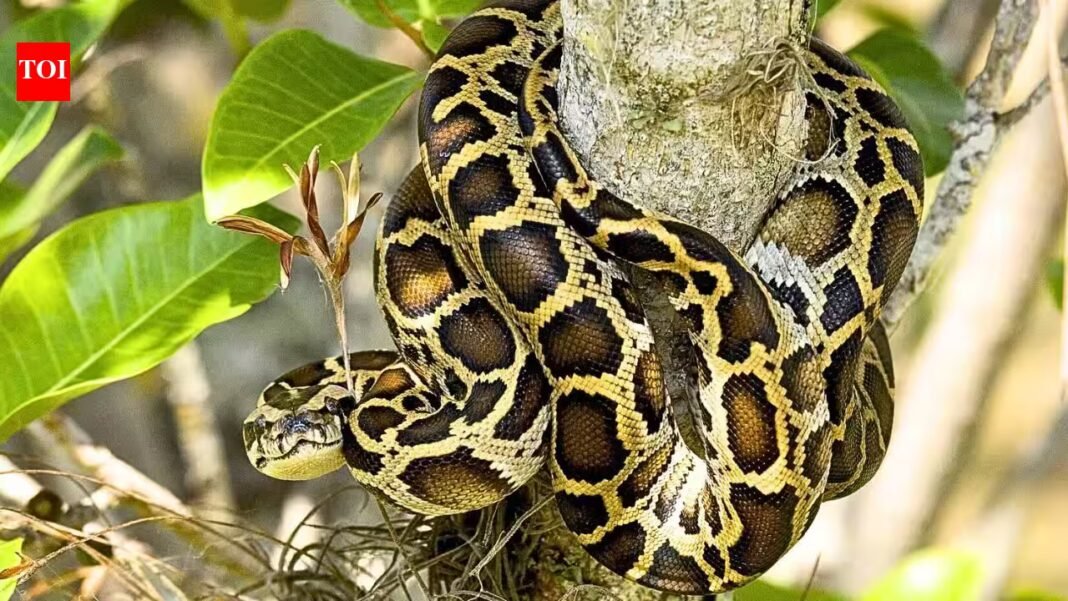 Burmese pythons are climbing trees in southern Florida, scientists reveal a surprising difference between adults and juveniles | Burmese pythons are climbing trees in southern Florida, scientists reveal a surprising difference between adults and juveniles |