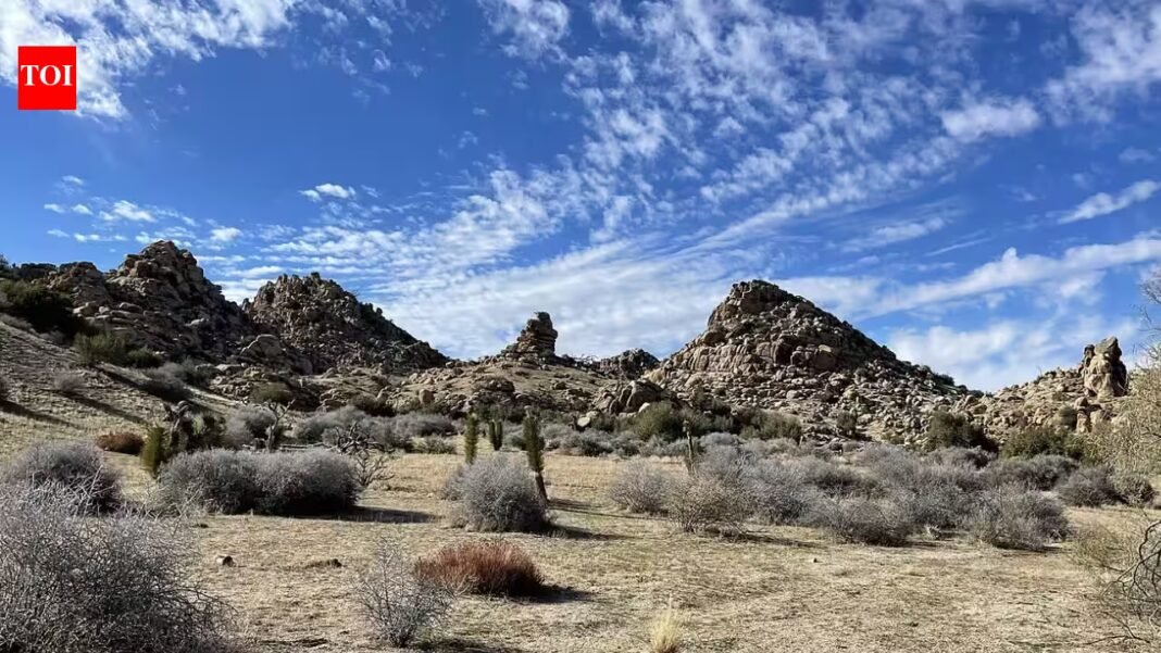 California acquired 640 acres near Pioneertown for western Joshua tree conservation; climate projections rank it among Southern California’s best future habitats, with tribal co-management now being planned California acquired 640 acres near Pioneertown for western Joshua tree conservation; climate projections rank it among Southern California’s best future habitats, with tribal co-management now being planned