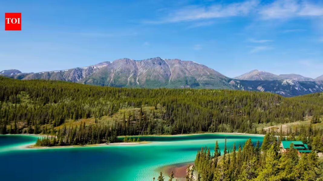 In 1993, a project set out to reconnect wildlife habitat from Yellowstone to Canada’s Yukon; its partnerships have now helped create 204 crossings and protect 24 million hectares In 1993, a project set out to reconnect wildlife habitat from Yellowstone to Canada’s Yukon; its partnerships have now helped create 204 crossings and protect 24 million hectares