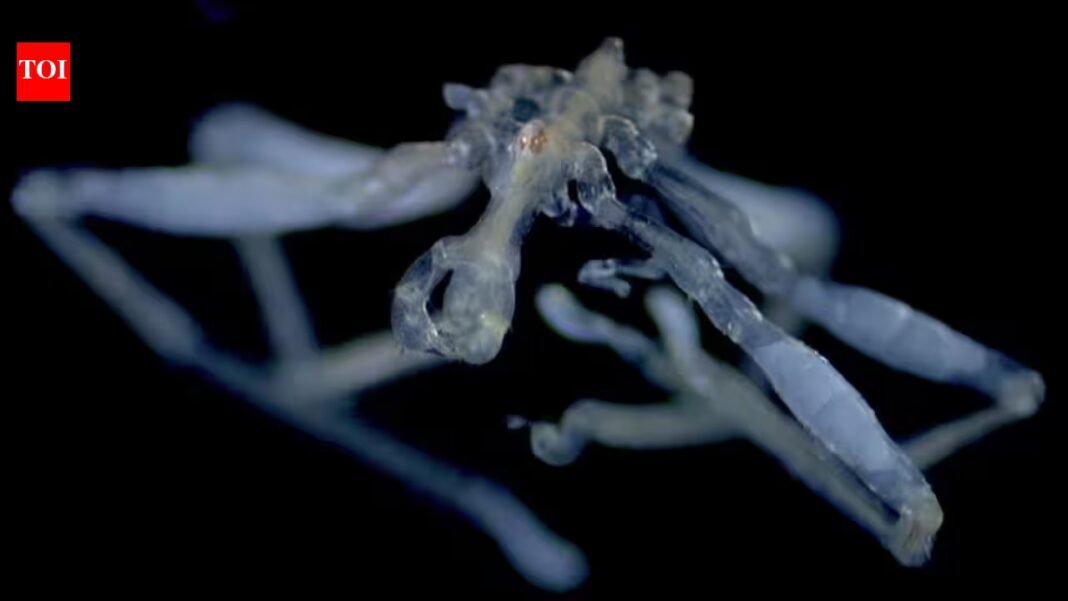 ‘Nightmare fuel’ from the deep: Scientists identify two bizarre new sea spider species in the Salish Sea; one has hairy legs and red eyes, while the other is often covered in debris ‘Nightmare fuel’ from the deep: Scientists identify two bizarre new sea spider species in the Salish Sea; one has hairy legs and red eyes, while the other is often covered in debris