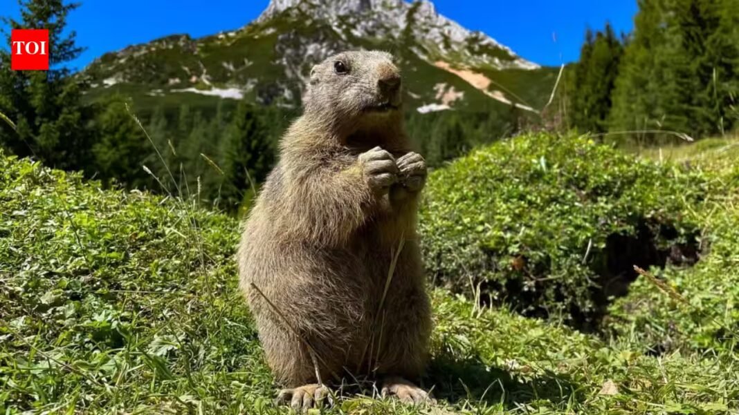 Two mountain marmots appeared separately in San Francisco and Antioch in September after apparently hitching rides in vehicles; 18 days later, rescuers released both animals nearly 7,800 feet up near Lake Tahoe Two mountain marmots appeared separately in San Francisco and Antioch in September after apparently hitching rides in vehicles; 18 days later, rescuers released both animals nearly 7,800 feet up near Lake Tahoe