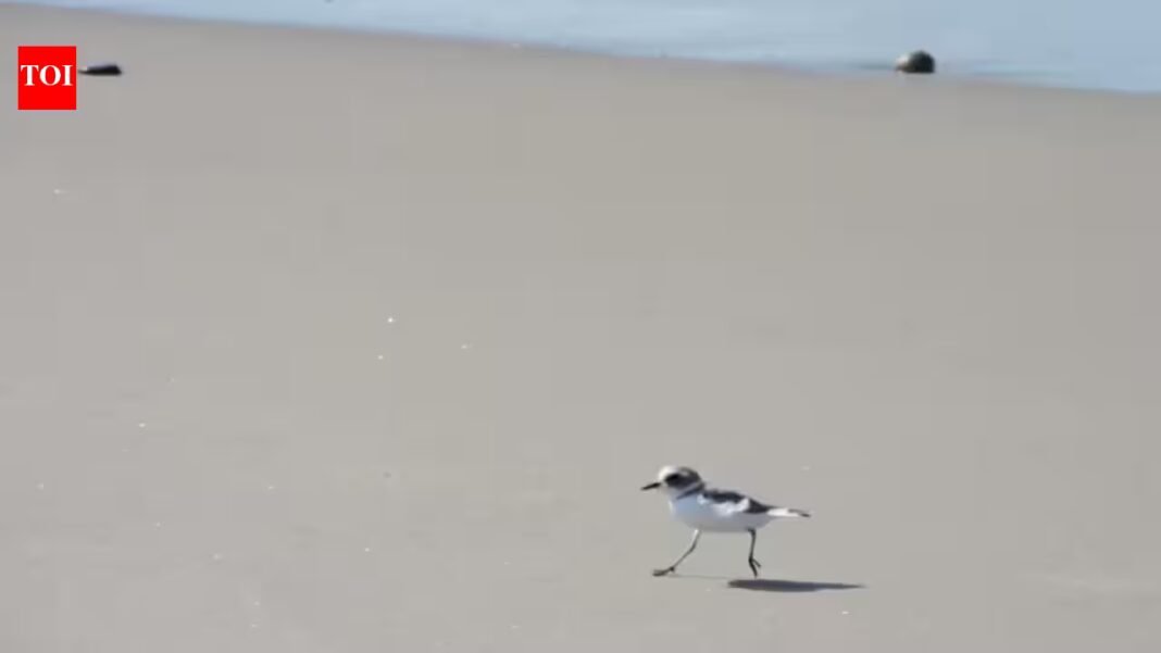 After 40 years without nesting, western snowy plovers have returned to a California beach; a conservation programme has now released 212 birds since 2016 and is using tracking tags to follow their movements After 40 years without nesting, western snowy plovers have returned to a California beach; a conservation programme has now released 212 birds since 2016 and is using tracking tags to follow their movements