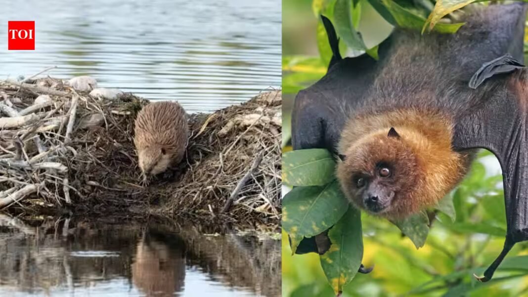 Scientists built artificial beaver dams for streams; bat activity rose 3.9 times and amphibians bred where they had been absent | Scientists built artificial beaver dams for streams; bat activity rose 3.9 times and amphibians bred where they had been absent |