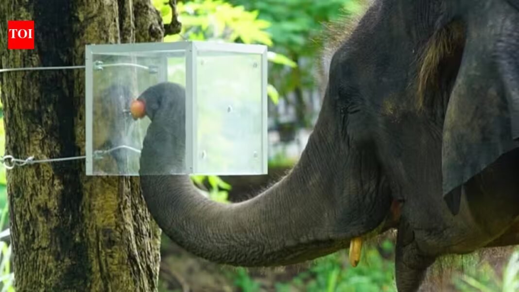 Scientists in Thailand hid fruits in an opaque box; 16 Asian elephants learned to navigate it for rewards and followed it along Scientists in Thailand hid fruits in an opaque box; 16 Asian elephants learned to navigate it for rewards and followed it along