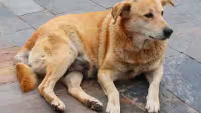 Delhi Street Dogs Election: Delhi is choosing its “chonkiest” dog: From Dahi Bhalli to Kutta Singh, how street dogs became unlikely election candidates with fans, posters and campaign armies Delhi Street Dogs Election: Delhi is choosing its “chonkiest” dog: From Dahi Bhalli to Kutta Singh, how street dogs became unlikely election candidates with fans, posters and campaign armies