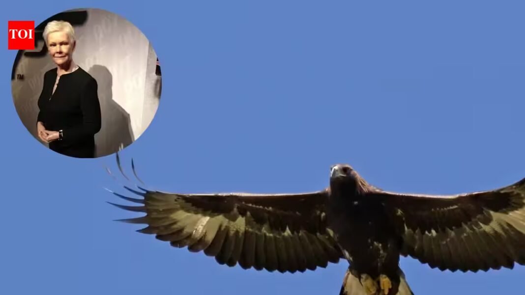 Judi Dench celebrated southern Scotland’s golden eagle comeback by naming it GoldenEye; the population has climbed above 50 birds | Judi Dench celebrated southern Scotland’s golden eagle comeback by naming it GoldenEye; the population has climbed above 50 birds |