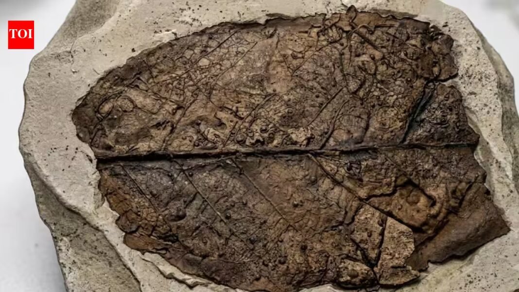12-million-year-old fossil leaf from the Himalaya reveals a previously unknown fungal species | 12-million-year-old fossil leaf from the Himalaya reveals a previously unknown fungal species |